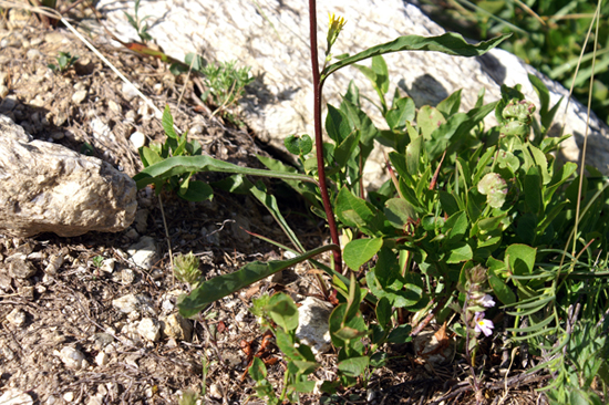 Solidago virgaurea