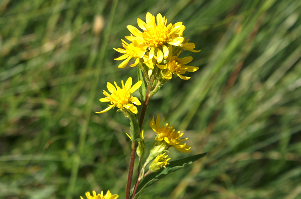 Solidago virgaurea