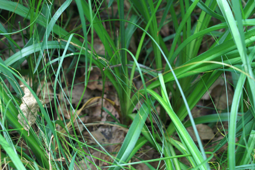 Hemerocallis lilioasphodelus / Giglio dorato
