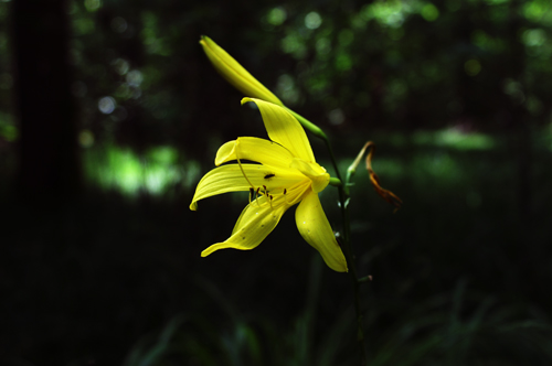 Hemerocallis lilioasphodelus / Giglio dorato