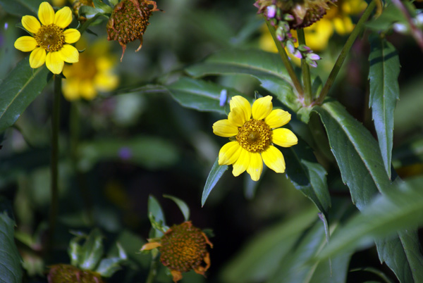 Bidens cernua / Forbicina intera