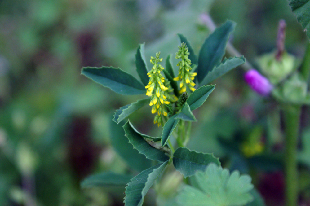 meliloto? - Melilotus sp