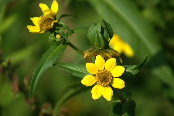Bidens cernua / Forbicina intera