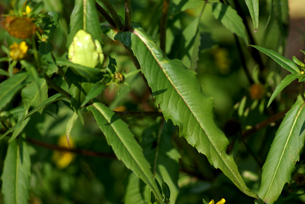 Bidens cernua / Forbicina intera