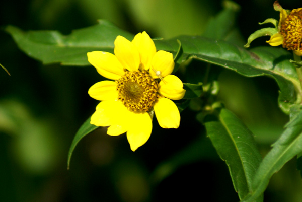 Bidens cernua / Forbicina intera