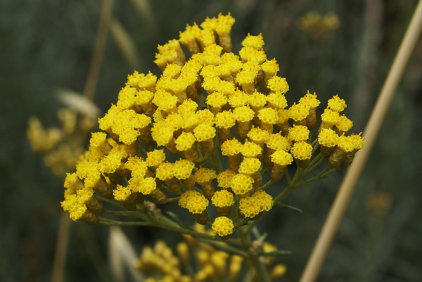 Appennino toscano - Helichrysum italicum