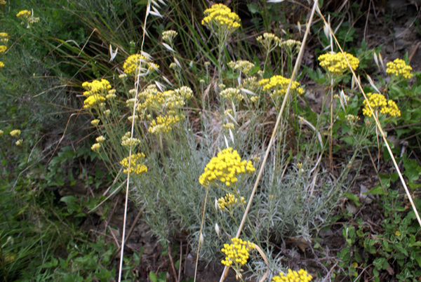 Appennino toscano - Helichrysum italicum