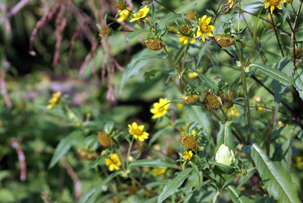 Bidens cernua / Forbicina intera