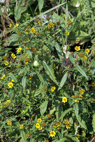 Bidens cernua / Forbicina intera