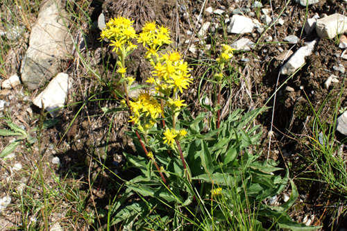 Solidago virgaurea