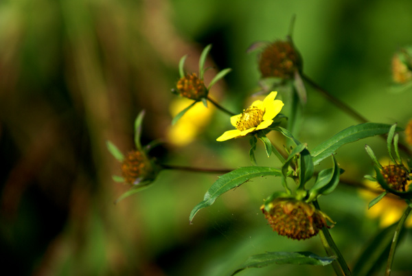 Bidens cernua / Forbicina intera