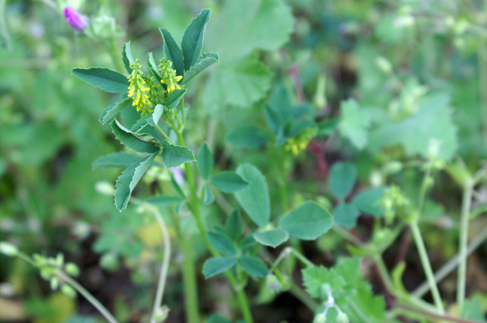 meliloto? - Melilotus sp