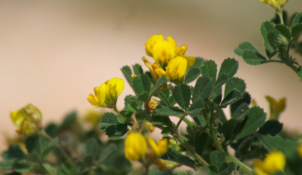 sulle mura del porto di Finale  - Medicago littoralis