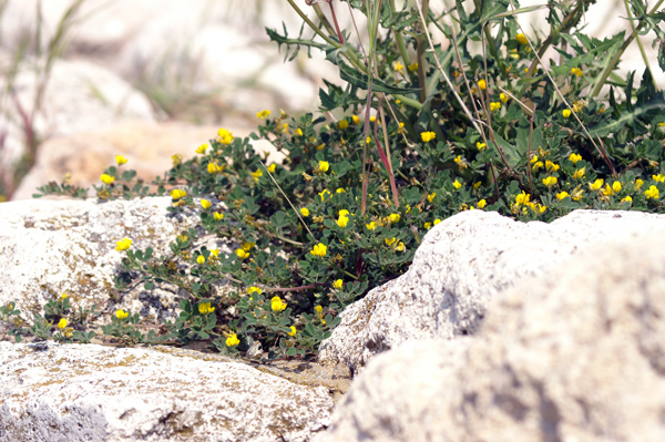 sulle mura del porto di Finale  - Medicago littoralis