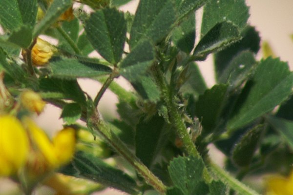 sulle mura del porto di Finale  - Medicago littoralis