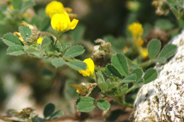 sulle mura del porto di Finale  - Medicago littoralis