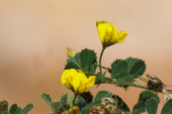 sulle mura del porto di Finale  - Medicago littoralis
