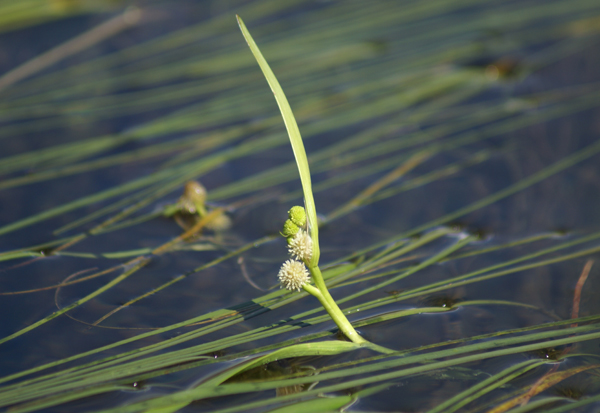 Sparganium angustifolium / Coltellaccio a foglie strette