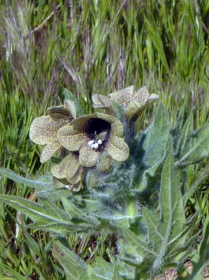 giusquiamo? si, Hyoscyamus niger