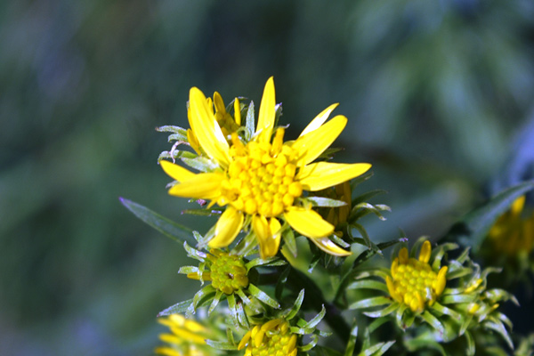 val di Gressoney-giugno4 - Solidago virgaurea