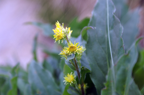 val di Gressoney-giugno4 - Solidago virgaurea