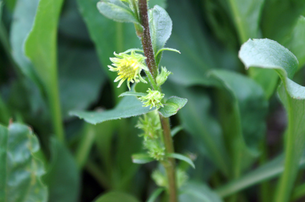 val di Gressoney-giugno4 - Solidago virgaurea