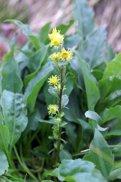 val di Gressoney-giugno4 - Solidago virgaurea