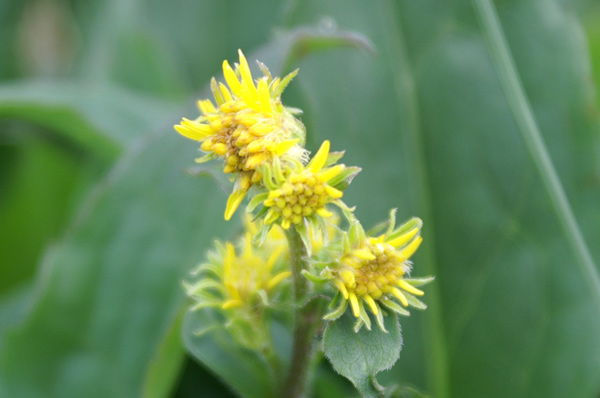 val di Gressoney-giugno4 - Solidago virgaurea