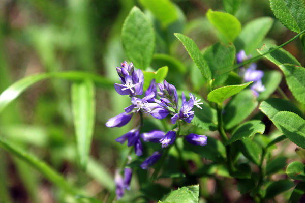 Val di Gressoney - Polygala alpestris