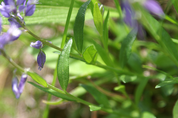 Val di Gressoney - Polygala alpestris
