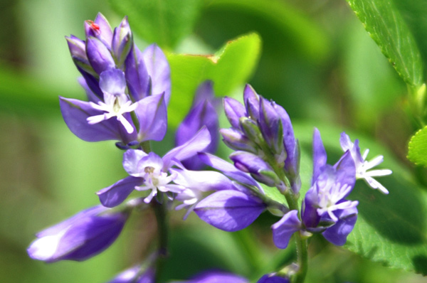 Val di Gressoney - Polygala alpestris