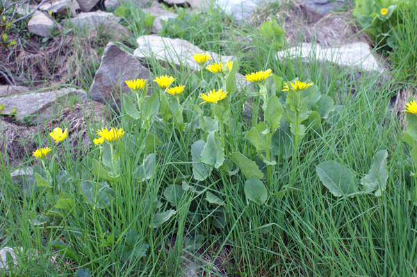 val di Gressoney - Doronicum grandiflorum