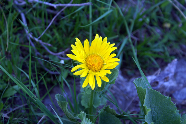 val di Gressoney - Doronicum grandiflorum