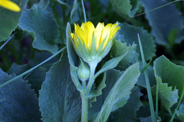 val di Gressoney - Doronicum grandiflorum