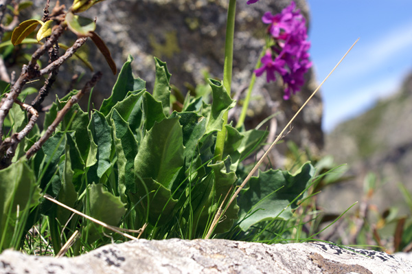 Val di Gressoney - Primula latifolia