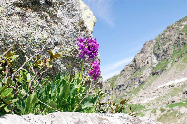 Val di Gressoney - Primula latifolia