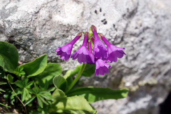 Val di Gressoney - Primula latifolia