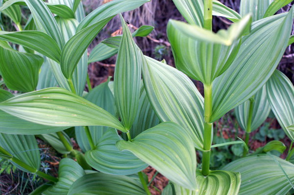 Veratrum album / Veratro comune