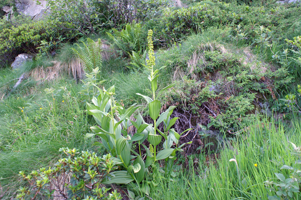 Veratrum album / Veratro comune