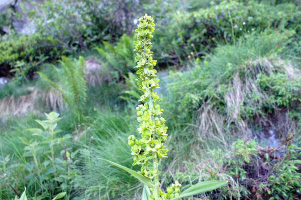 Veratrum album / Veratro comune