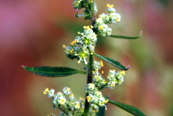 infestante di pianura - Chenopodium album