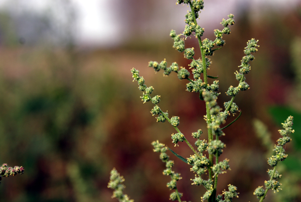 infestante di pianura - Chenopodium album