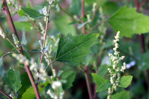 infestante di pianura - Chenopodium album