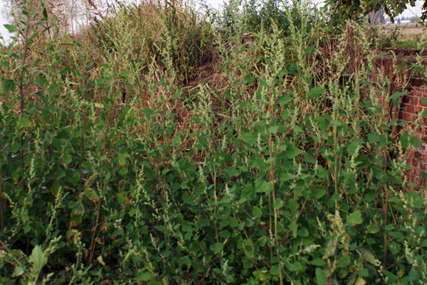 infestante di pianura - Chenopodium album