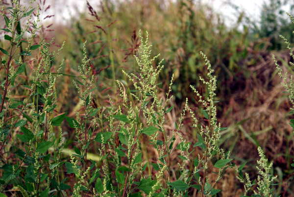 infestante di pianura - Chenopodium album
