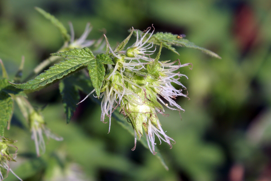 Humulus japonicus / Luppolo del Giappone