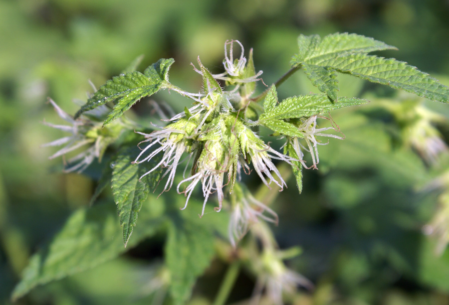 Humulus japonicus / Luppolo del Giappone