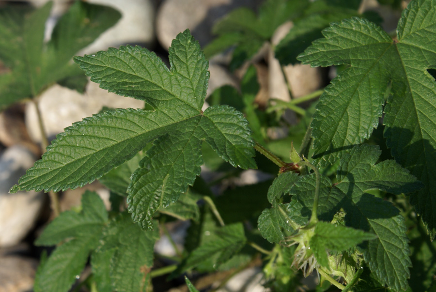 Humulus japonicus / Luppolo del Giappone