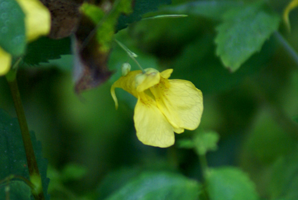 Impatiens noli-tangere