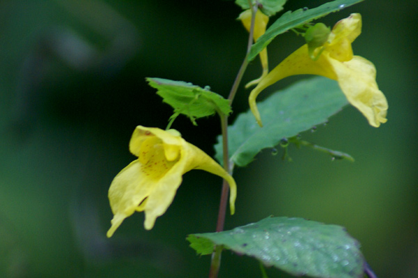 Impatiens noli-tangere